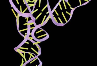 gene expression translation pogil