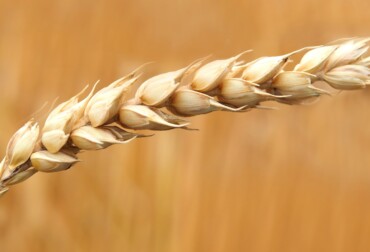 how to make wheat in little alchemy