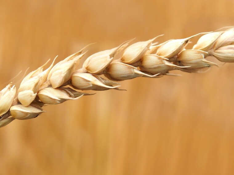 how to make wheat in little alchemy