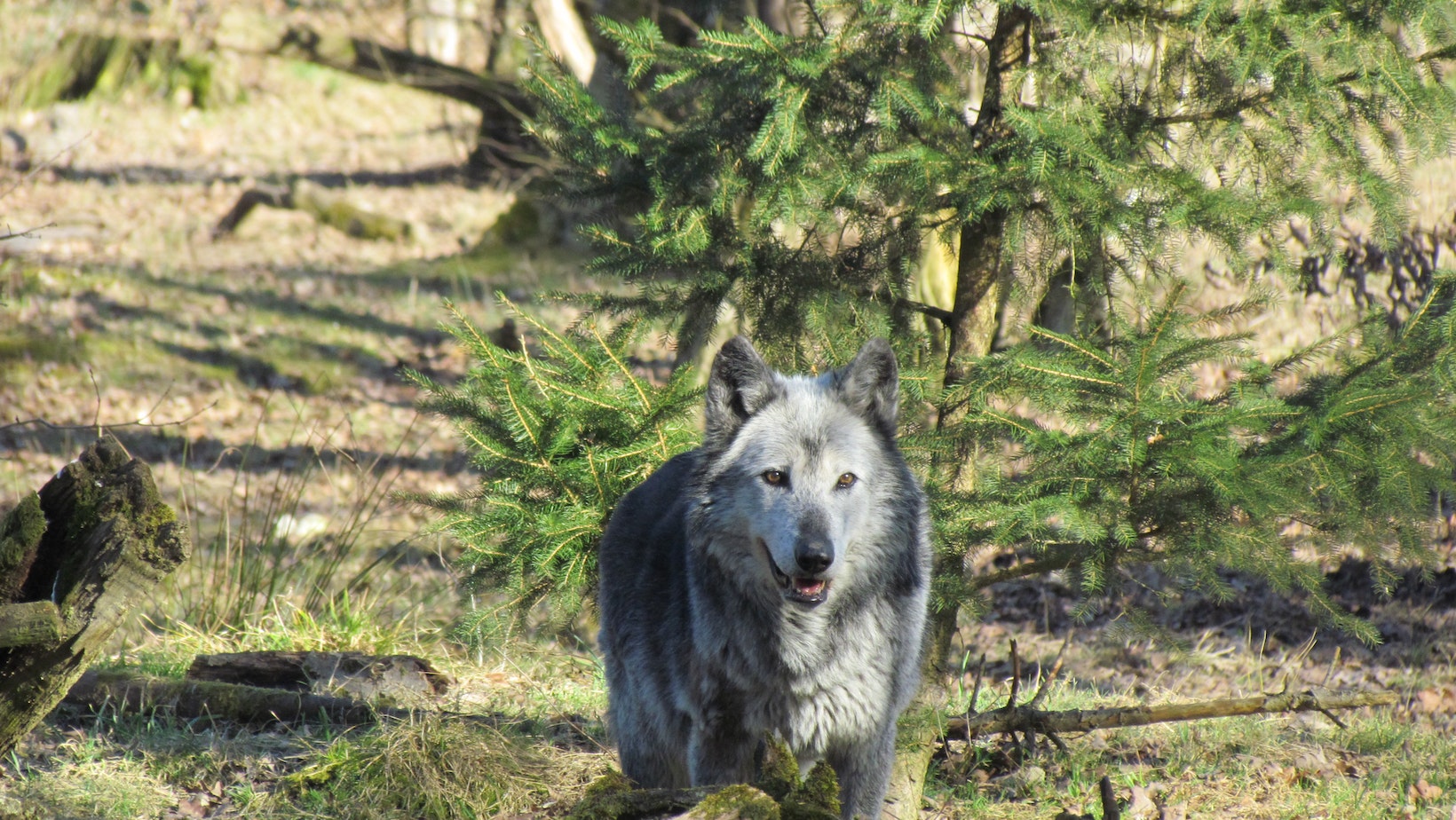 Discover The Magic How To Make Wolf In Little Alchemy