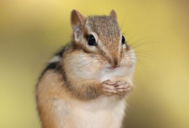 Which Chipmunk is Getting the Best Head