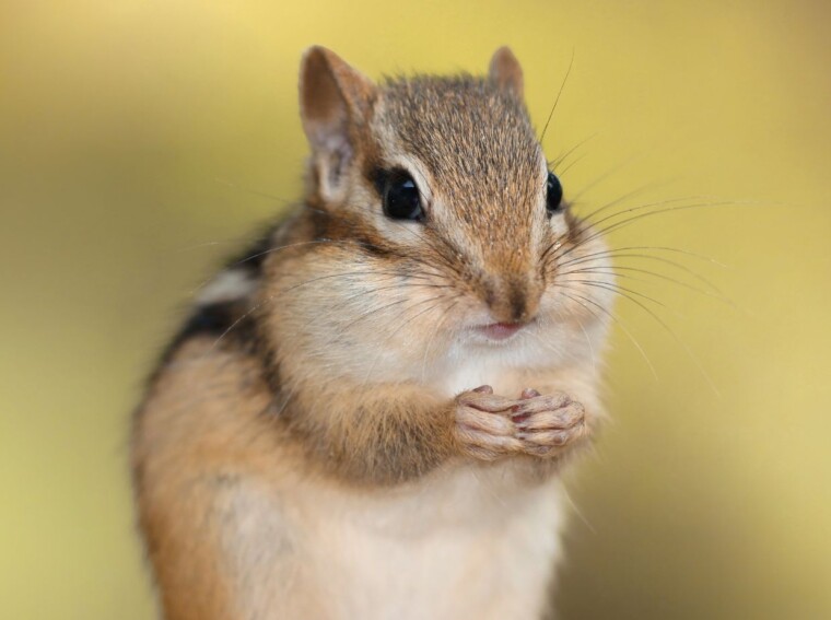 Which Chipmunk is Getting the Best Head